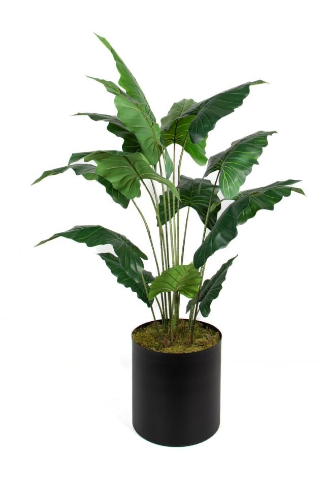 Çinpa Alocasia Bitki 145 Cm 0103673