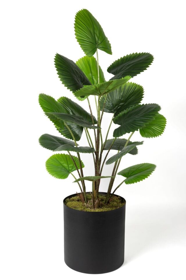 Çinpa Cırcular Palm 120 Cm Yapay Ağaç 0103622